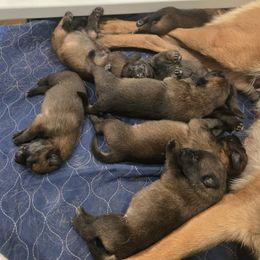 Eros - Fawn male Belgian Malinois puppy in Fredonia, Arizona from Zion Malinois