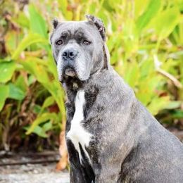 Cane Corso and French Bulldogs from Dallas Lonestar Bullies