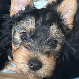 Ciyslle - Black and gold female Yorkshire Terrier puppy in Tyler, Texas from YorkiStars