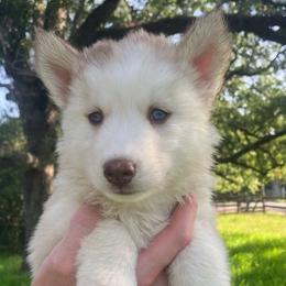 Pancake - Sable and white female Siberian Husky puppy in College Station, Texas from Texas Siberian Husky Kennels (TSHK)