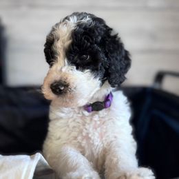 Biscotti (Purple Collar) - Merle male Goldendoodle puppy in Toledo, Ohio from Avery Doodle Day LLC
