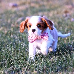Cavalier King Charles Spaniel Puppies from Creekside Cavaliers