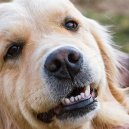 Winter - Golden Retriever