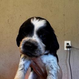 Blue Collar Boy - Black and white male English Springer Spaniel puppy in Collins, Georgia from English Springer Spaniels at Lands Lodge