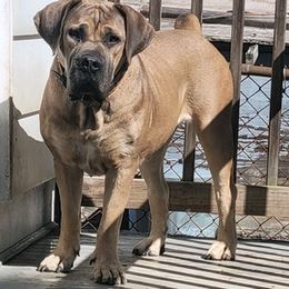 Boerboels from Polly's Boerboels