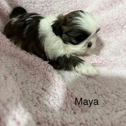 Maya - Black gold and white female Shih Tzu puppy in Jasper, Indiana from Jacob’s Spoiled Shih Tzu