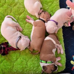American Staffordshire Terrier puppies from Natasha's AmStaffs