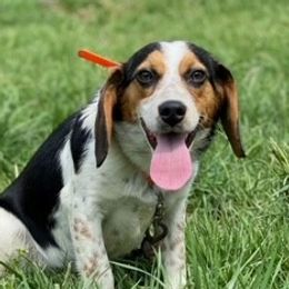 Percy - Beagle