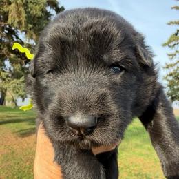 Boy 1 - Black male German Shepherd puppy in Valley Springs, South Dakota from Von Pasch German Shepherds