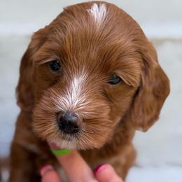 Magnolia - Red  female Goldendoodle puppy in Nashville, Tennessee from Tumbling Creek GoldenDoodles
