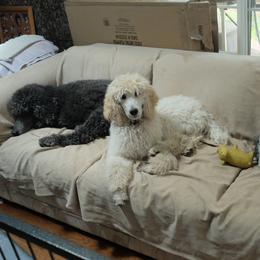 Poodle Puppies from Furball Forest Poodles
