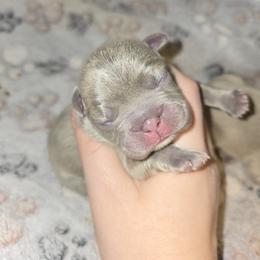 French Bulldog and Miniature Schnauzer Puppies from Olivia's Miniature Schnauzer's and French Bulldogs