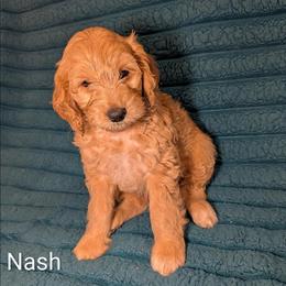 Nash - Golden male Cockapoo puppy in Sunset, Louisiana from Cano Cockapoos
