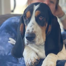 Annie - Basset Hound