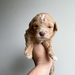 Glory - female Cavapoochon puppy in Morris, Pennsylvania from Heartland Puppies