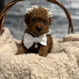 Cavapoo, Cockapoo, and Poodle Puppies from Heavenly Puppies to Love