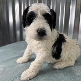 Storm - Black and white male Bernedoodle puppy in Russellville, Arkansas from Crossgate Doodles