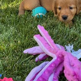Golden Retriever Puppies from Bigfoot Goldens - AKC Registered Dark Red