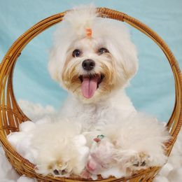 Companion Cross, Maltese, and Maltipoo Puppies from Seeking Shalom Acres Maltese, Maltipoos & Havamalts