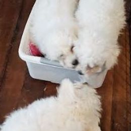 Bichon Frises from Jodith's Bichon Frise