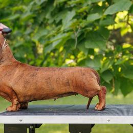Lady - Dachshund