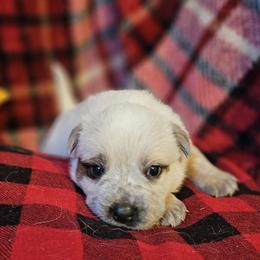 Red - Red speckled female Australian Cattle Dog puppy in Sneedville, Tennessee from JoAnn's Australian Cattle Dogs