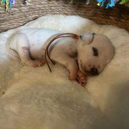 Praline Pecan- Orange- HUA - White and black female Dalmatian puppy in Claremore, Oklahoma from Lotsofdots Dalmatians