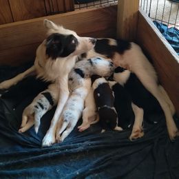 Border Collie Puppies from Blue Cypress Stock dogs