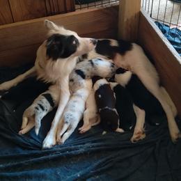 Border Collie Puppies from Blue Cypress Stock dogs