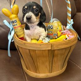 AKC 'Wild Bill Hickok' - Black and cream male Dachshund puppy in Joshua Tree, California from Desert Dreams Ranch