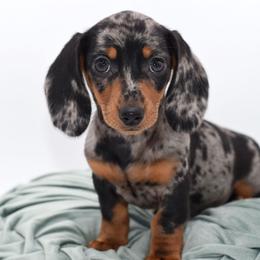 Millie AKC - Dapple female Dachshund puppy in Coweta, Oklahoma from Sunnyside Dachshunds