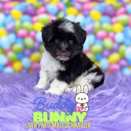 Buddy the Bunny - Liver male Miniature Schnauzer puppy in Cypress, Texas from Brady's Birddogs