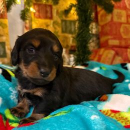 Ruth - Black female Dachshund puppy in Troup, Texas from Darling Doxies