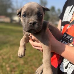 Tan - Gray and fawn female Cane Corso puppy in Opelousas, Louisiana from Azelees Cane Corso