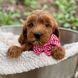 Rose - Red  female Goldendoodle puppy in South Jordan, Utah from Wasatch Pup
