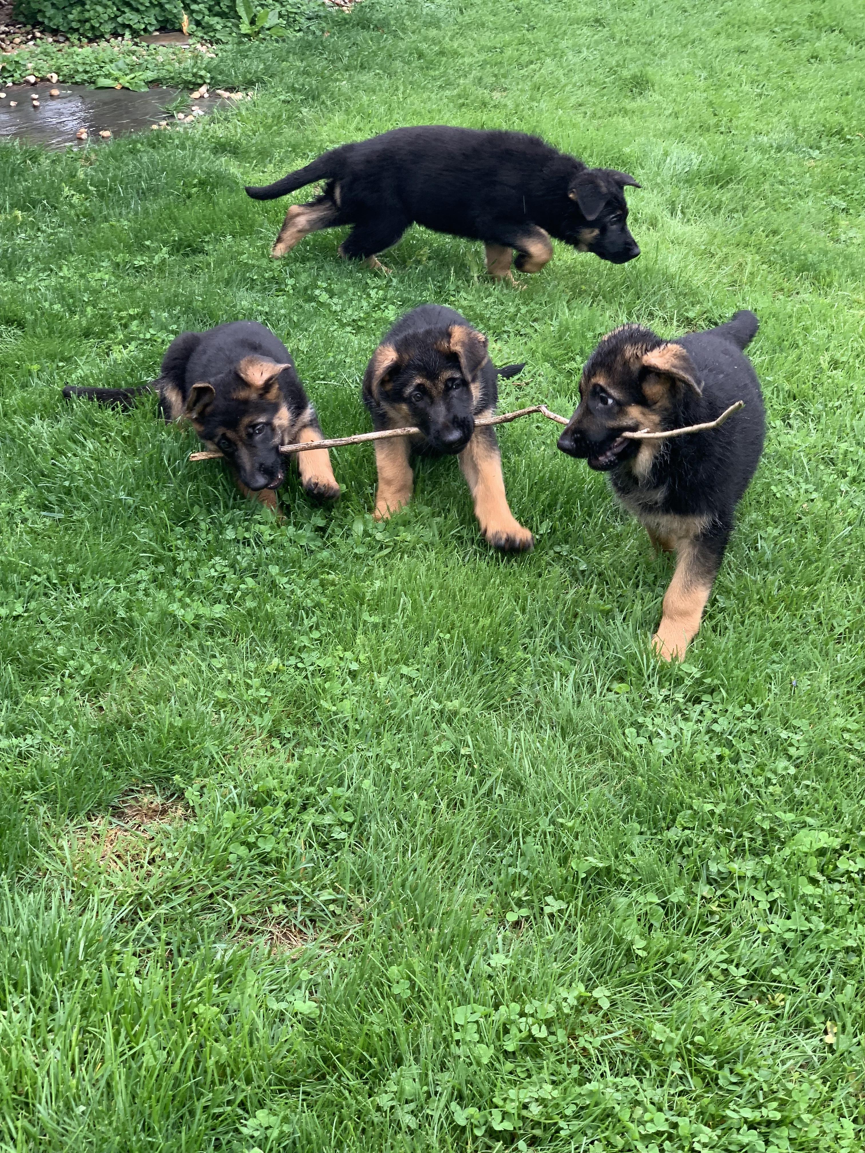 German Shepherds from Treue Herz German Shepherds