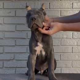 Gray Male 3 - Gray male Cane Corso puppy in Knoxville, Tennessee from Crowned Corso