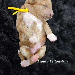 Yellow Girl - Apricot female Labradoodle puppy in Payson, Utah from Utah County Labradoodles