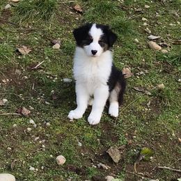 Australian Shepherd Puppies from Tuscany Acres Aussies