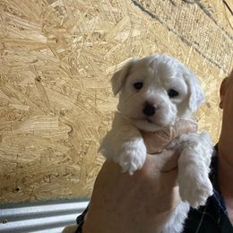 Girl 2 aqua collar - Bichon Frise puppy from Loretta's Pups