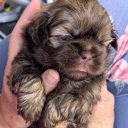 Liver sable boy 2 - Liver male Shih Tzu puppy in Amherst, Maine from McKayla Hairston