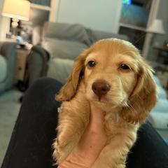 Chunk - Cream male Dachshund puppy in Easley, South Carolina from Castle Hill Doxies, LLC