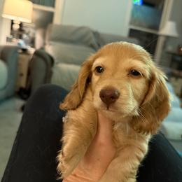 Chunk - Cream male Dachshund puppy in Easley, South Carolina from Castle Hill Doxies, LLC
