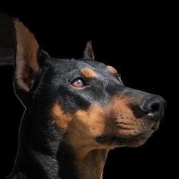 Roulette - German Pinscher