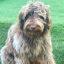 Cookie - Red merle male Aussiedoodle puppy in Campbell, California from Mini AussieDoodle Puppies