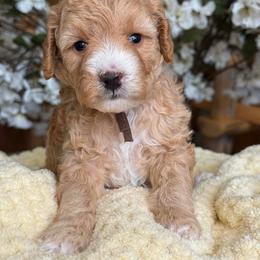 Zion - Apricot female Goldendoodle puppy in Yuciapa, California from AlltheDoodlez_