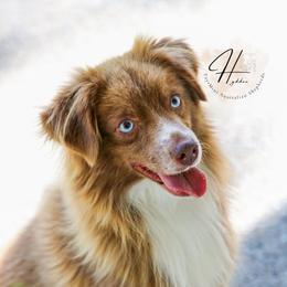 Chief - Miniature American Shepherd