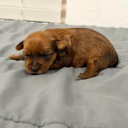 Ginger - Gold female Yorkshire Terrier puppy in Carencro, Louisiana from Ledet’s Yorkies