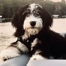 Ruffles - Bernedoodle