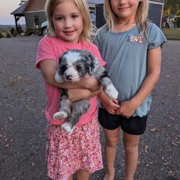 Bernedoodle Puppies from Blue Cloud Doodles